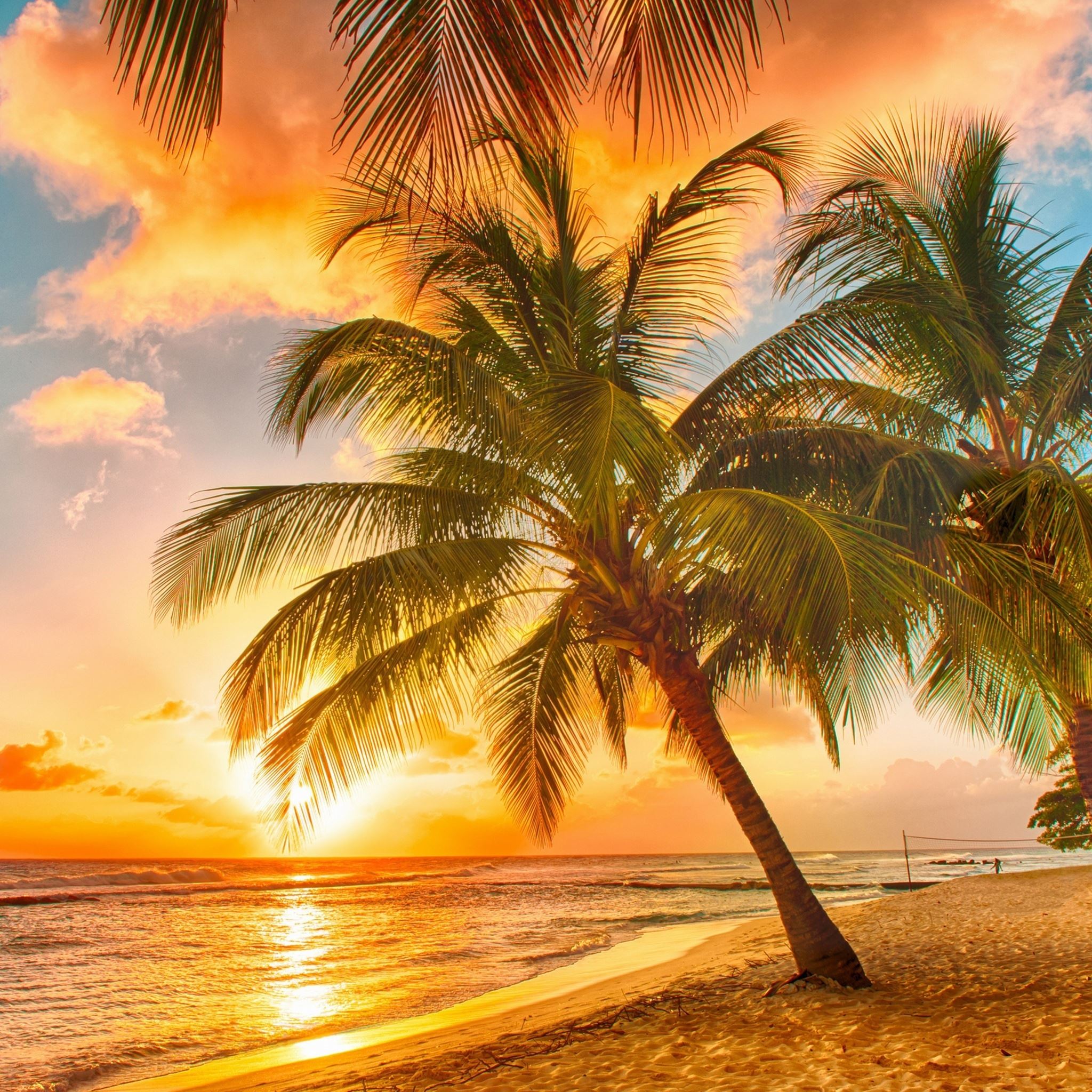 Palm Tree Tropical Beach iPad Air wallpaper 