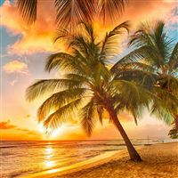 Palm Tree Tropical Beach wallpaper