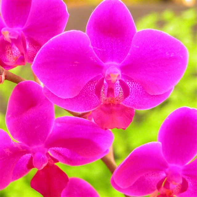 2048x2048 Nature Pink FLower Macro -  iPad Wallpaper
