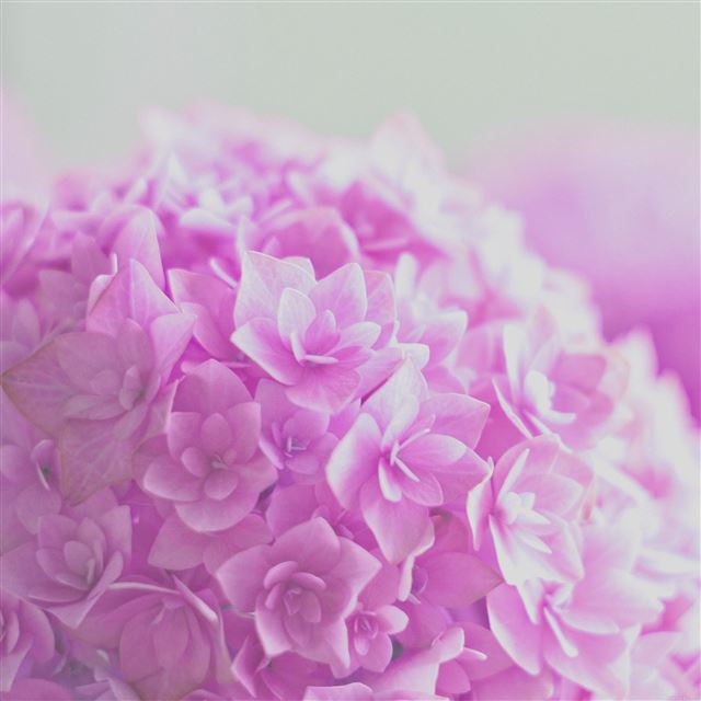 2048x2048 Red Hortensia Flower Beautiful Nature - flower iPad Air Wallpaper