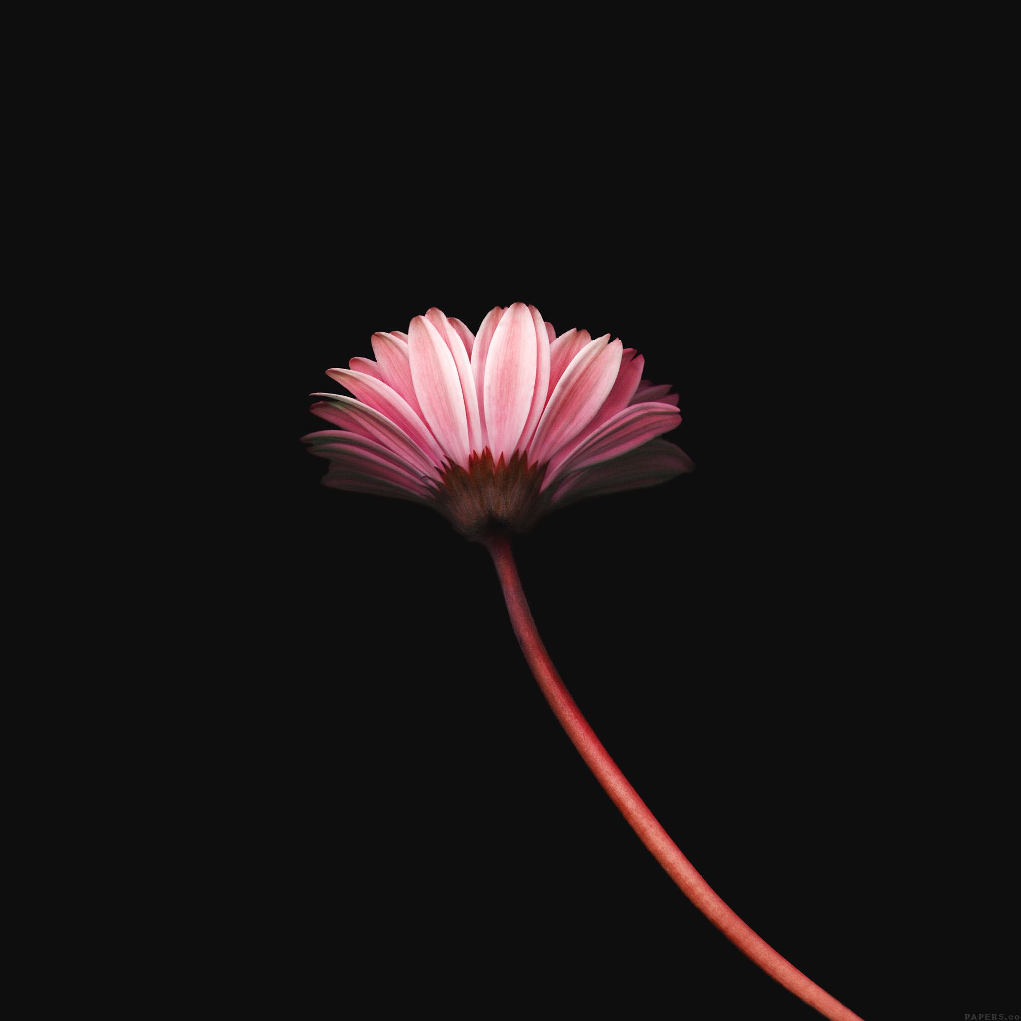 Lonely Flower Dark Red Simple Minimal Nature iPad Air wallpaper 