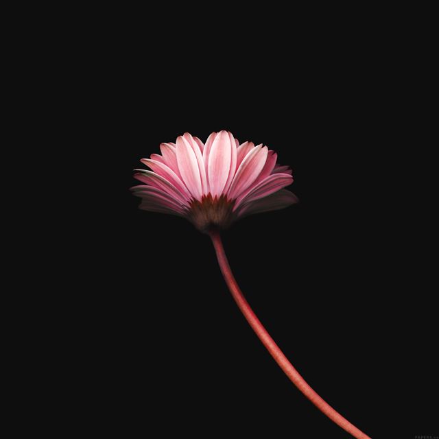 2048x2048 Lonely Flower Dark Red Simple Minimal Nature - plant iPad Air Wallpaper