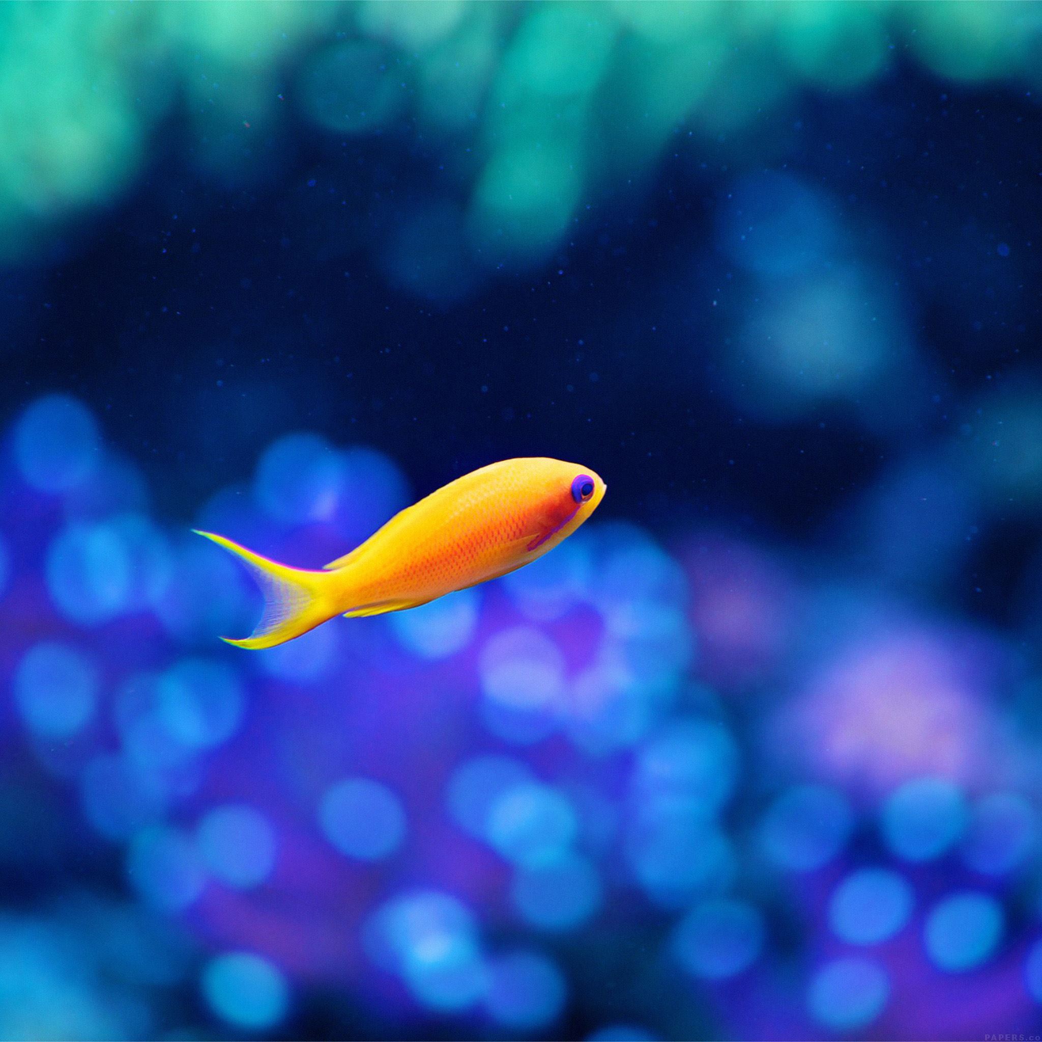 Cute Fish Ocean Sea Animal Nature iPad Air wallpaper 