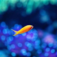 Cute Fish Ocean Sea Animal Nature wallpaper
