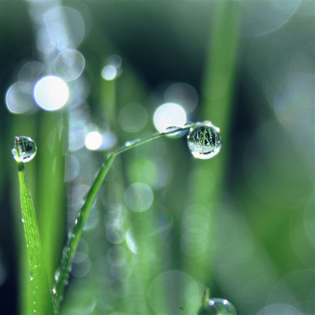 2048x2048 Bokeh Leaf Raindrop Nature Pure - black iPad Air Wallpaper