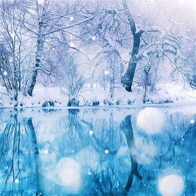 2048x2048 Nature Winter Snowy Tree - field iPad Air Wallpaper