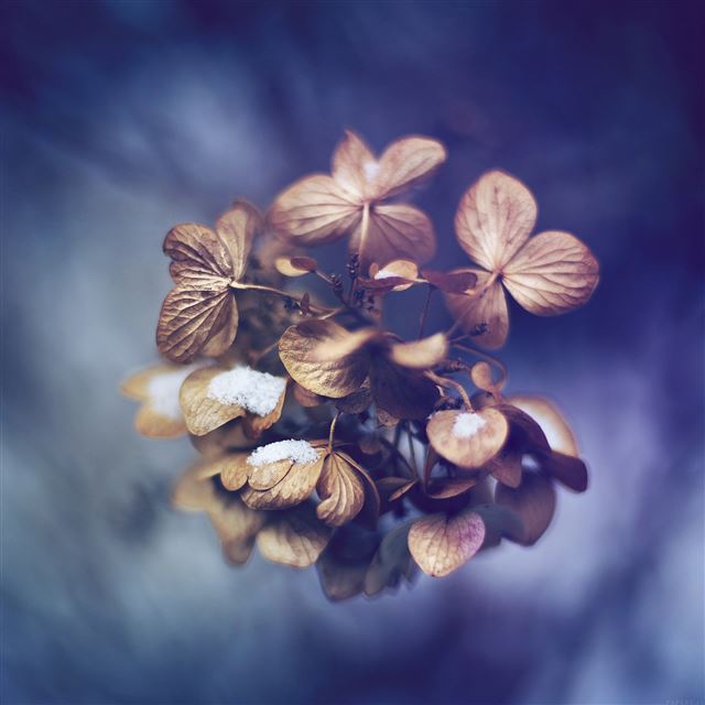 2048x2048 Snow Flower Winter Bokeh Nature -  iPad Wallpaper