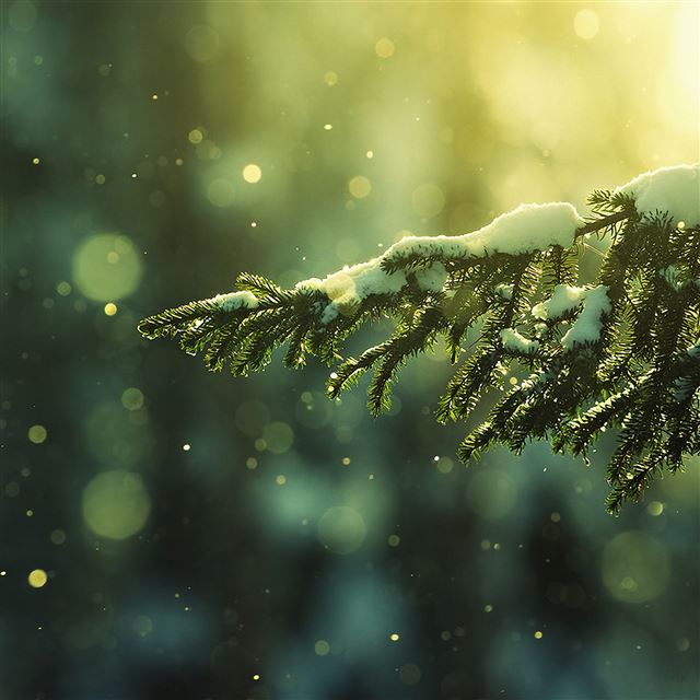 2048x2048 Winter Snowy Cypress Branch Under Sunshine - sunlight iPad Air Wallpaper
