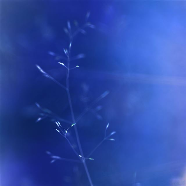 2048x2048 Butterfly Park Blue Nature Flower Nature - pure iPad Air Wallpaper