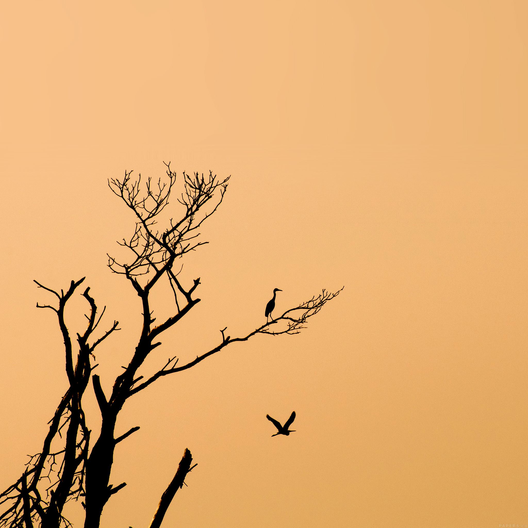 Bird Sunset Tree Nature Minimal iPad Air wallpaper 