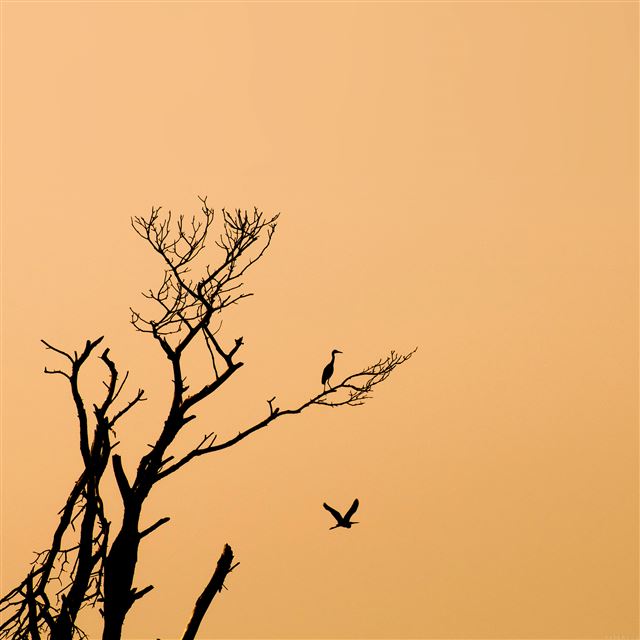 2048x2048 Bird Sunset Tree Nature Minimal - white iPad Air Wallpaper