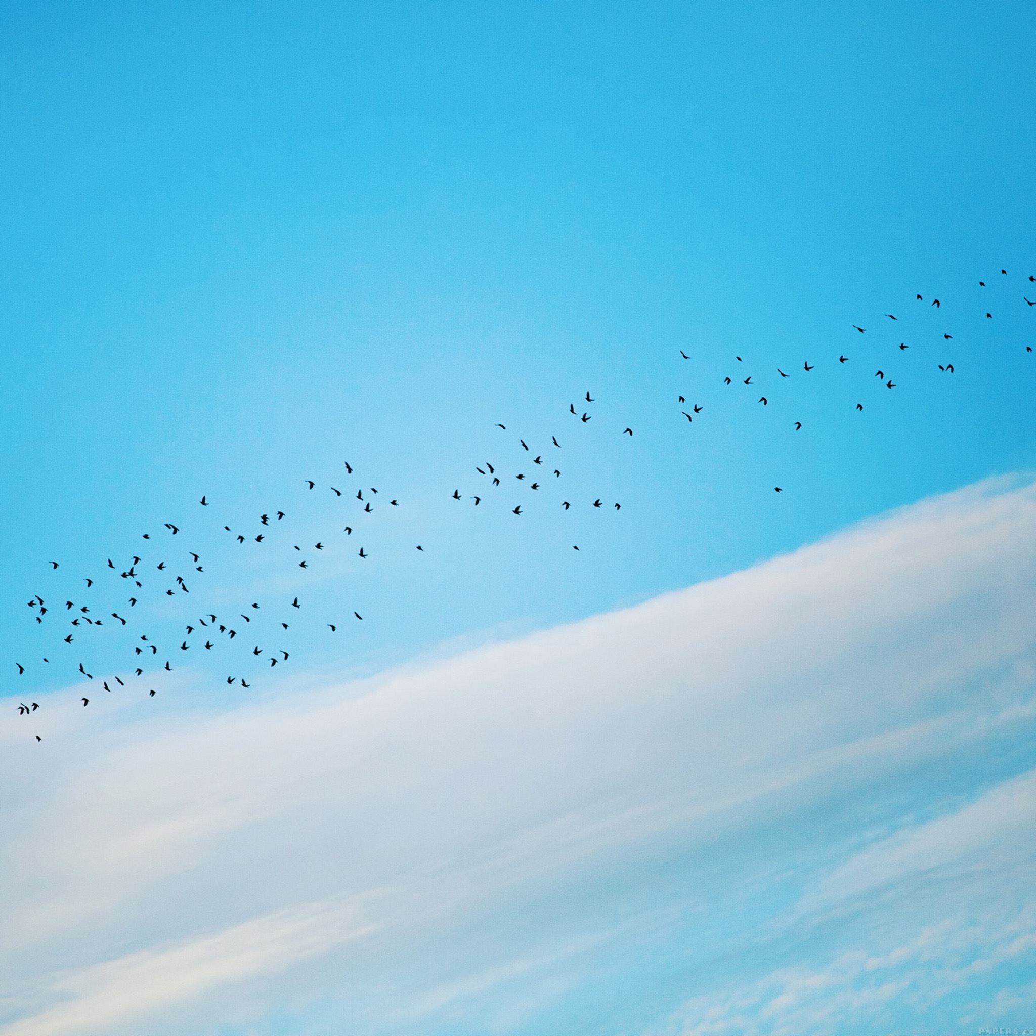 Sky Cloud Birds Fly Nature iPad Air wallpaper 