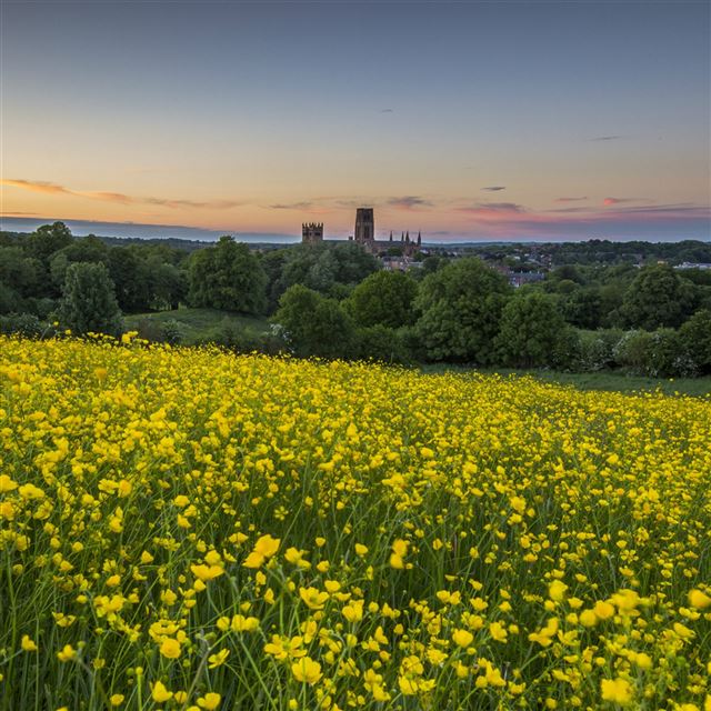 2048x2048 Nature Canola Flower Field - view iPad Air Wallpaper