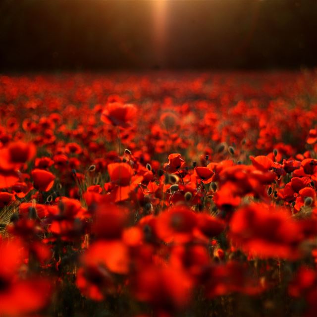 2048x2048 Beautiful Blossom Flower Field - sunlight iPad Air Wallpaper