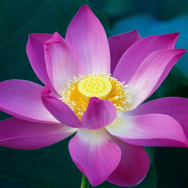 2048x2048 Macro Lotus In Pool -  iPad Wallpaper