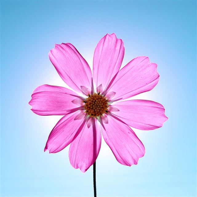 2048x2048 Macro Sunshine Crystal Pink Flower - sunlight iPad Air Wallpaper