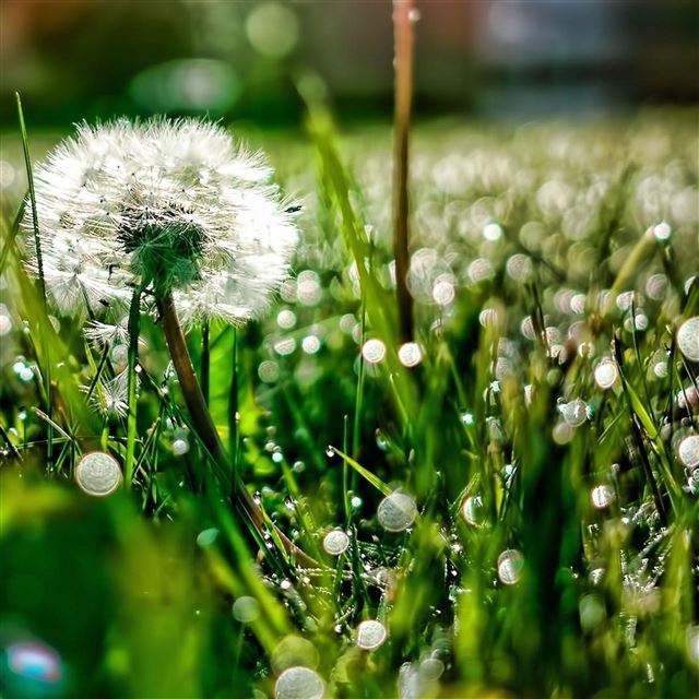 2048x2048 Morning Dew Grassland Dandelion Macro -  iPad Wallpaper