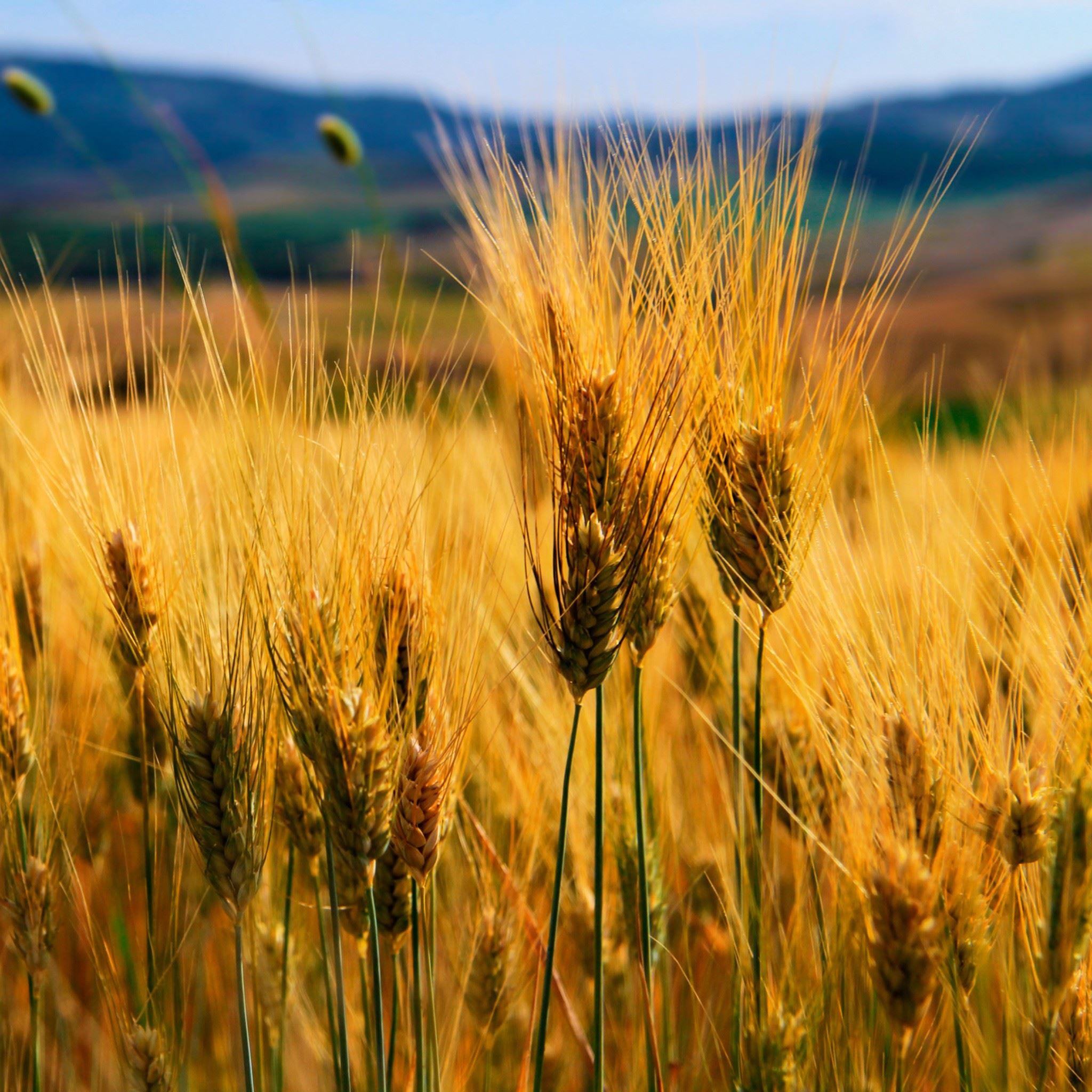 Nature Golden Wheat Corp Field iPad Air wallpaper 