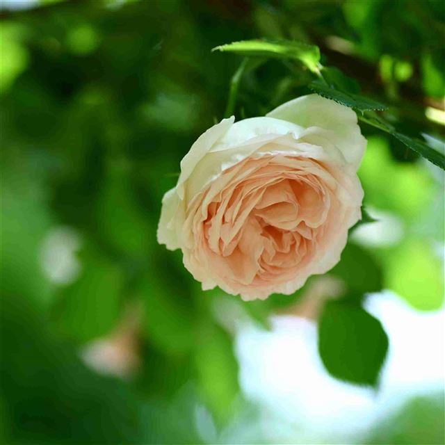2048x2048 Nature Branch Rose - flower iPad Air Wallpaper