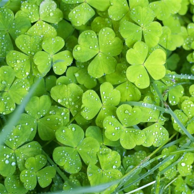 2048x2048 Pure Green Clover Land - vitality iPad Air Wallpaper