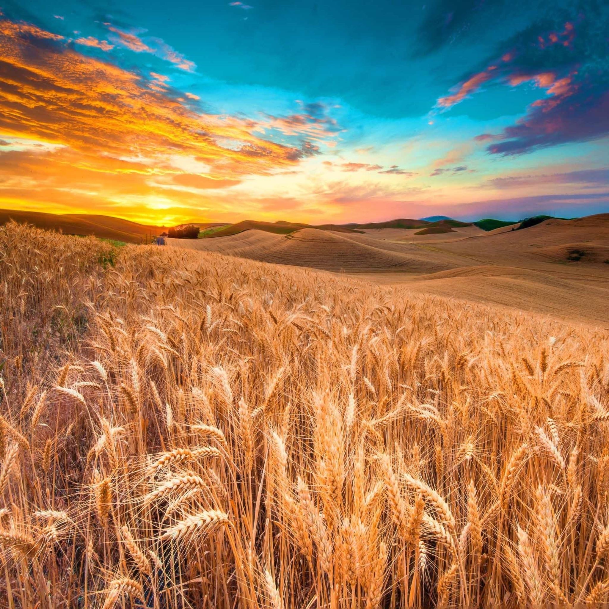 Wheat Meadow Harvest iPad Air wallpaper 