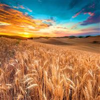 Wheat Meadow Harvest wallpaper