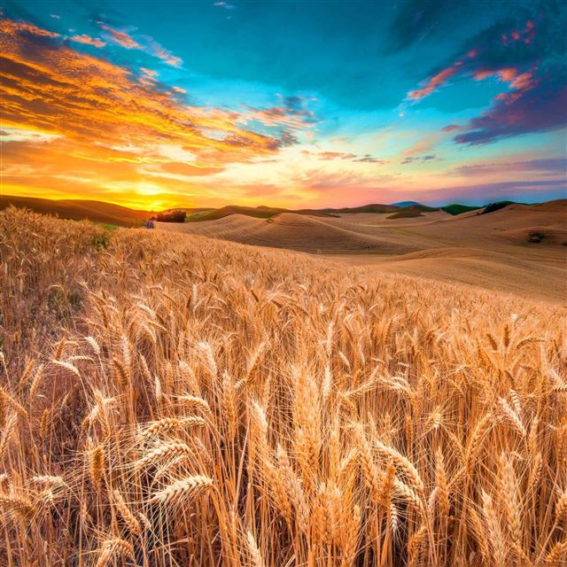 2048x2048 Wheat Meadow Harvest - splendid iPad Air Wallpaper