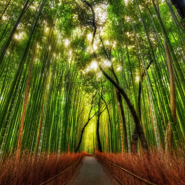 2048x2048 Nature Bamboo Woodland Road - fresh iPad Air Wallpaper