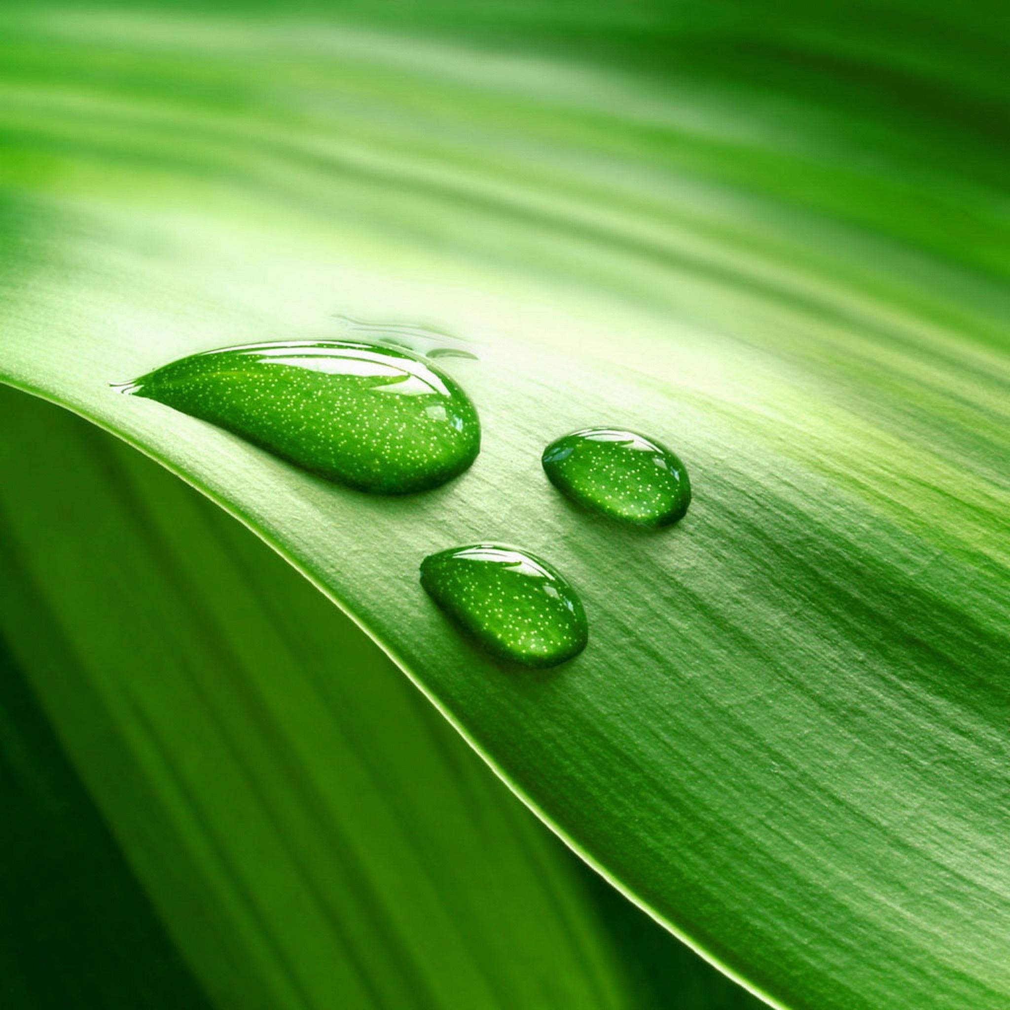 Dew On Huge Green Leaf iPad Air Wallpapers Free Download