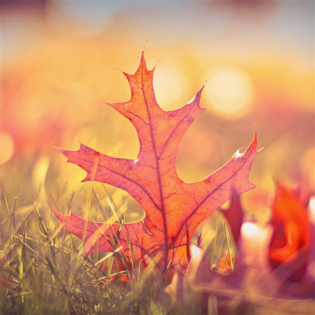 2048x2048 Autumn Orange Fall Leaf Macro -  iPad Wallpaper