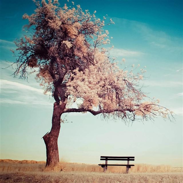 2048x2048 Lonely Beanch Under Blossom Tree - sunlight iPad Air Wallpaper