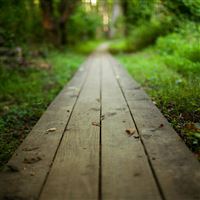 Nature Park Long Wooden Road wallpaper