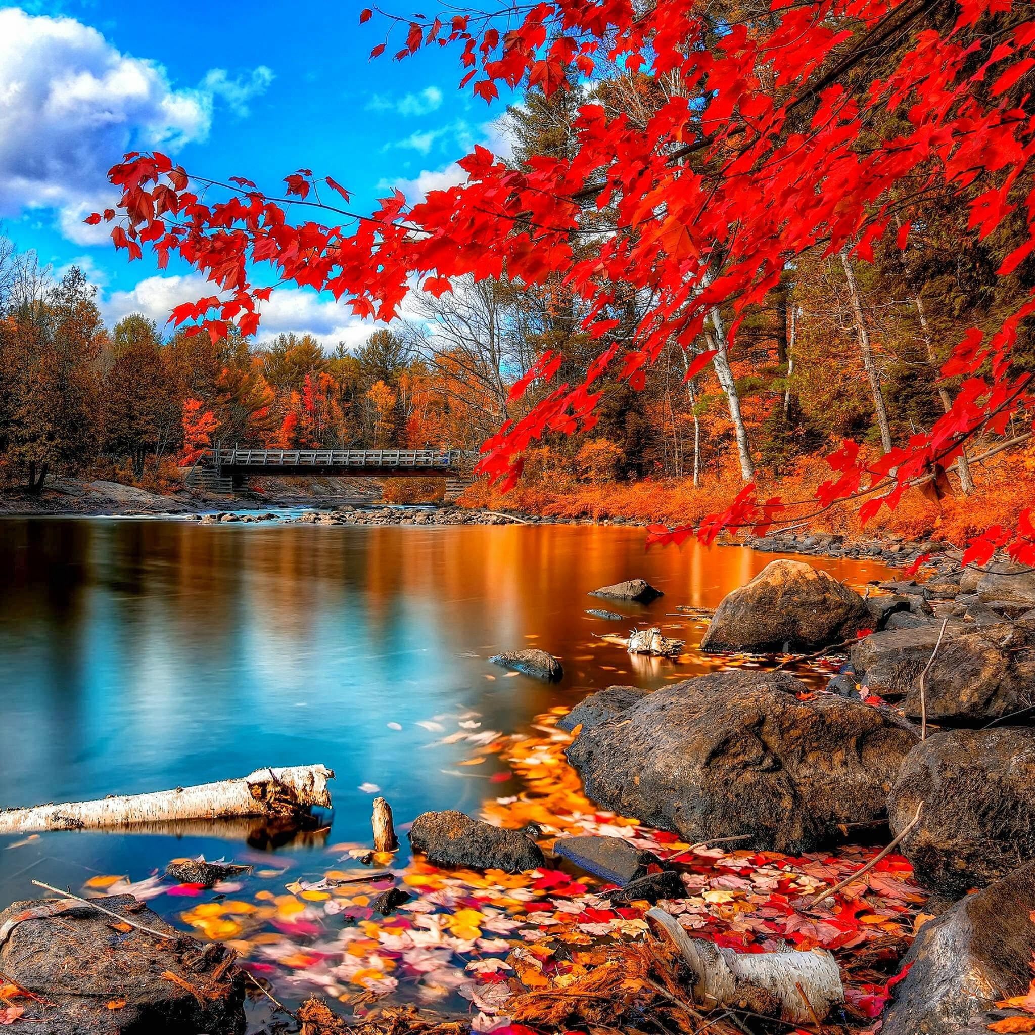 Nature Autumn Red Leaf Calm Lake Landscape iPad Air Wallpapers Free Download