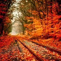 Autumn Railway Covered With Orange Maple Leves wallpaper