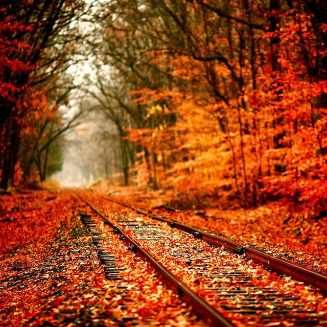 2048x2048 Autumn Railway Covered With Orange Maple Leves - road iPad Air Wallpaper