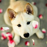 Dog Pet Looking Up Pink Petal wallpaper