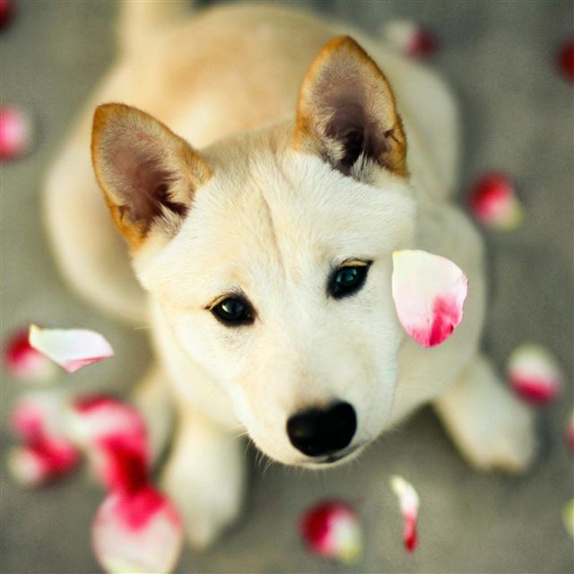 2048x2048 Dog Pet Looking Up Pink Petal -  iPad Air Wallpaper