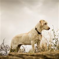 Standing Guard Dog wallpaper