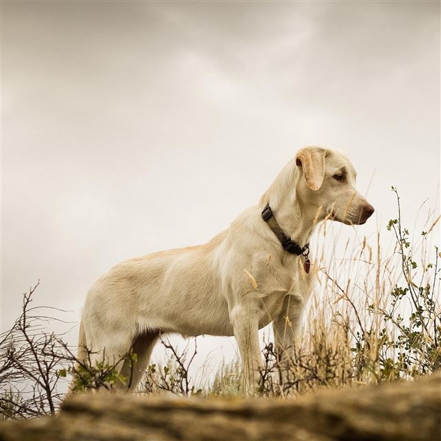 2048x2048 Standing Guard Dog -  iPad Wallpaper