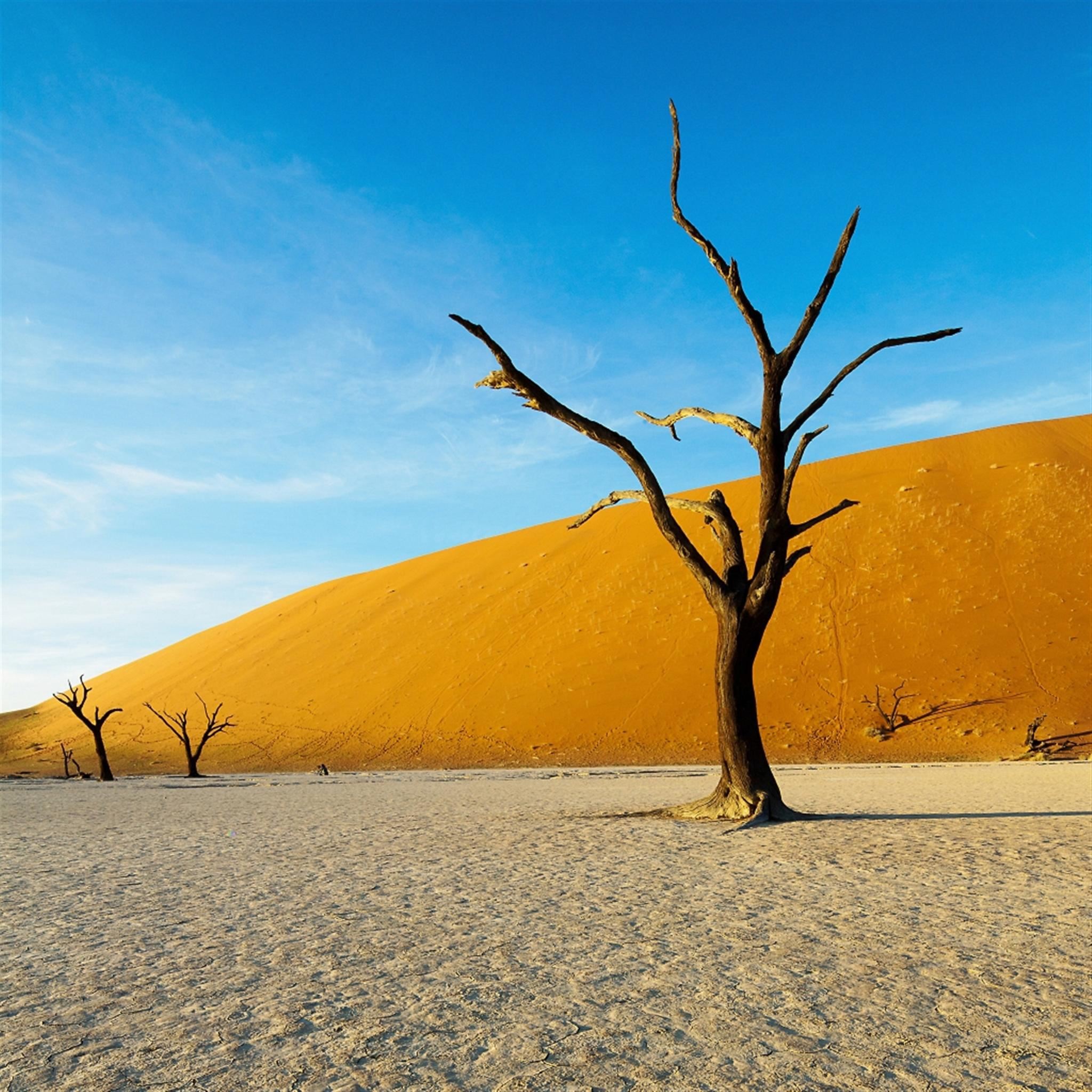 Wither Tree In Desert Land iPad Air wallpaper 
