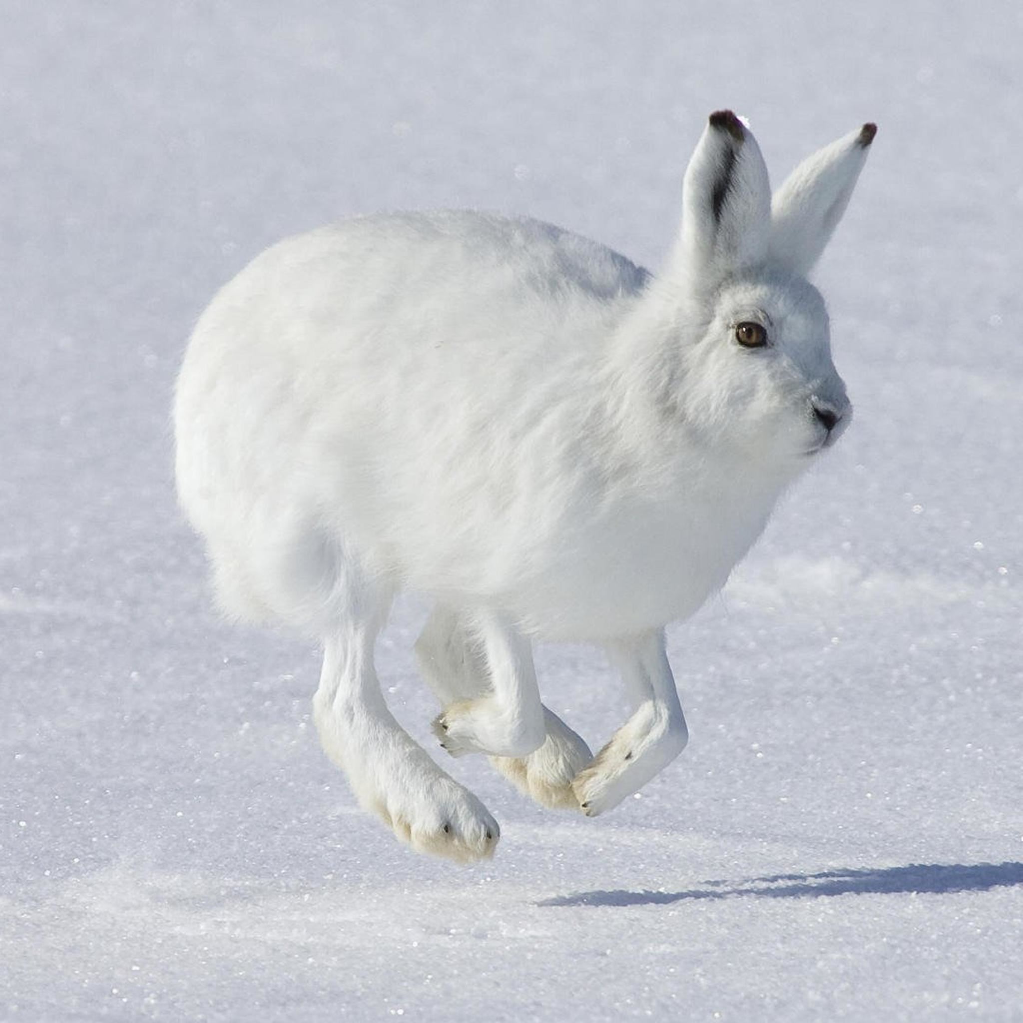 Jumping Wild Rabbit In Snow Field iPad Air wallpaper 