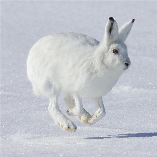 2048x2048 Jumping Wild Rabbit In Snow Field - field iPad Air Wallpaper