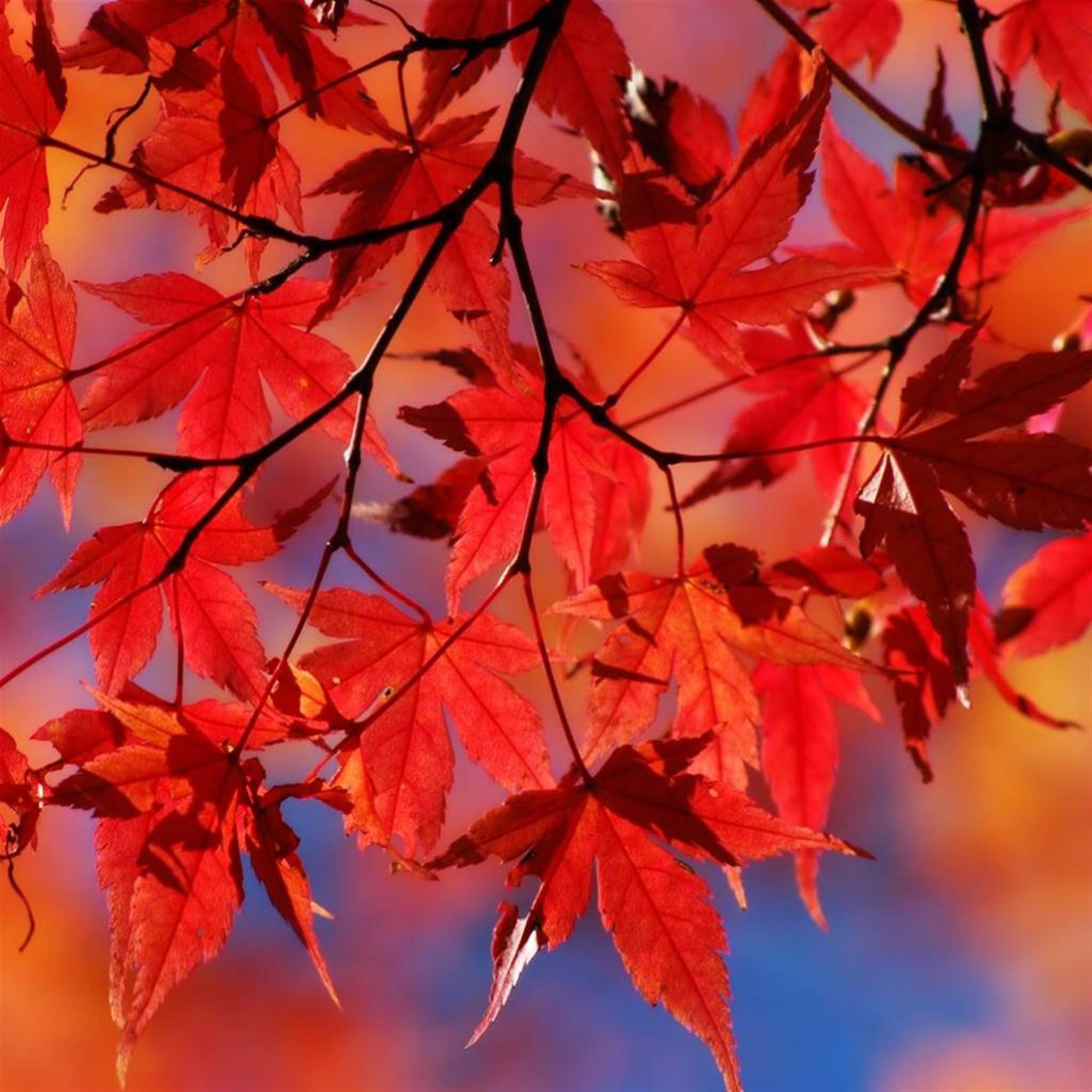 Beautiful Autumn Red Maple Leaf Branch iPad Air wallpaper 