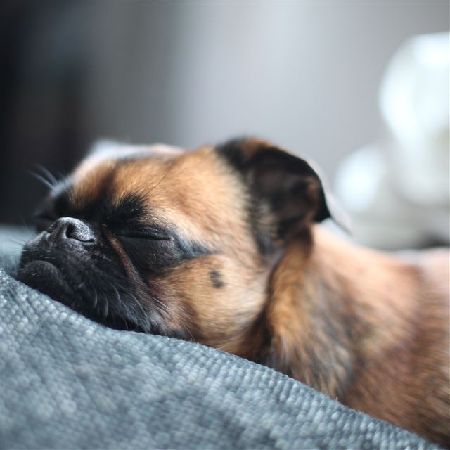 2048x2048 Sleeping Puppy Dog - pet iPad Air Wallpaper