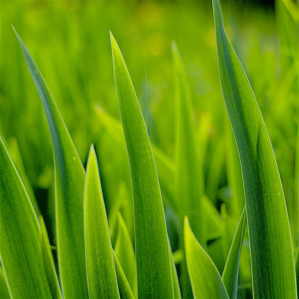 Spring Fresh Vibrant Grass Leaf iPad Air Wallpapers Free Download