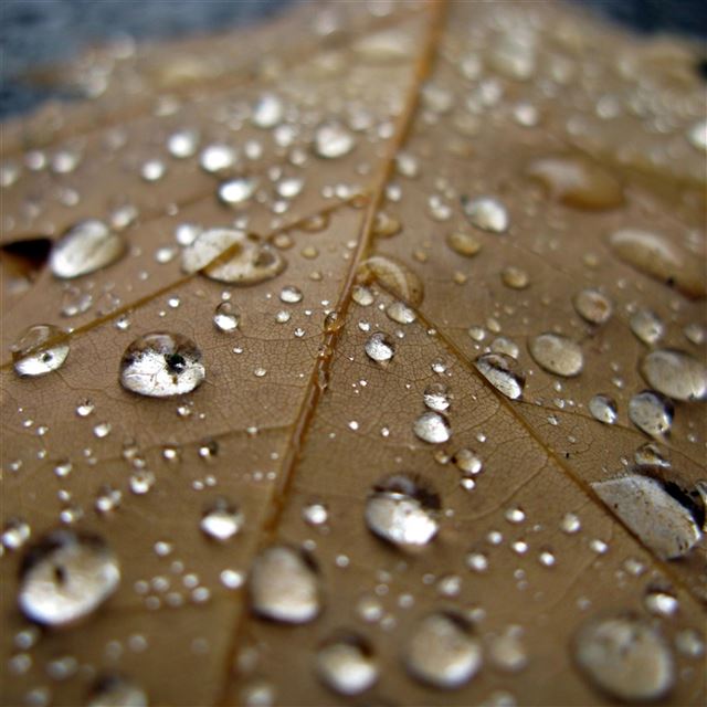 2048x2048 Droplet On Wither Leaf Macro -  iPad Wallpaper