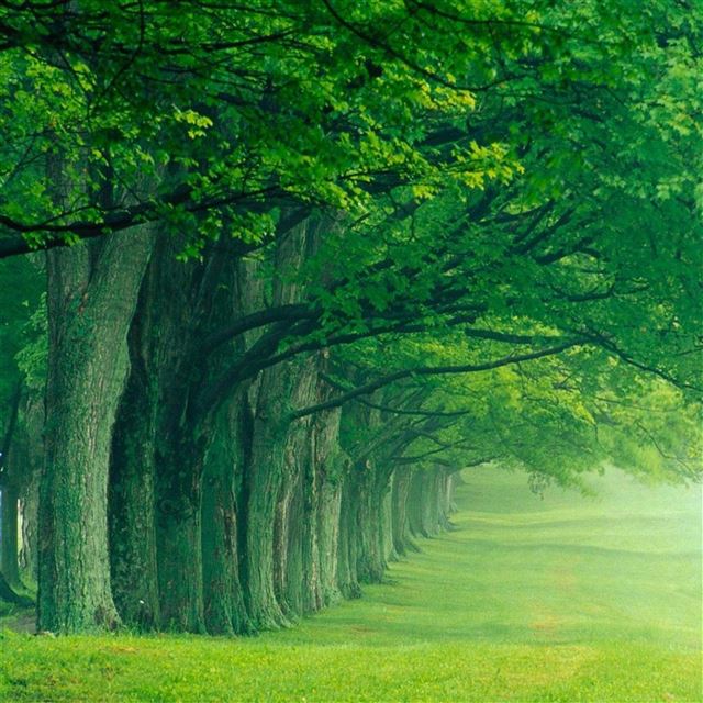 2048x2048 Nature Morning Forest Path -  iPad Air Wallpaper