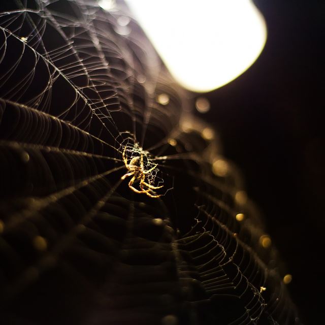 2048x2048 Nature Spider Web - black iPad Air Wallpaper