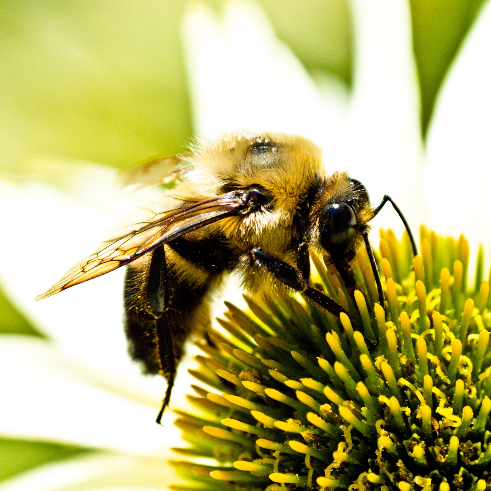 Nature Hard Bee On Flower iPad Air wallpaper 
