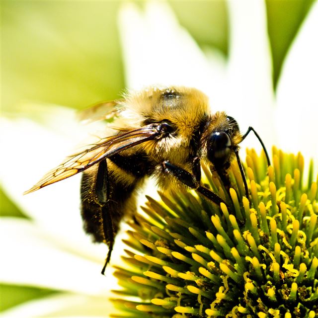 2048x2048 Nature Hard Bee On Flower - bee iPad Air Wallpaper